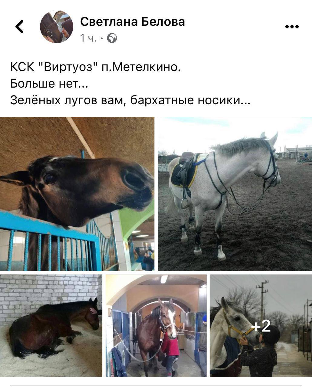 Погибшие лошади в Метелкино